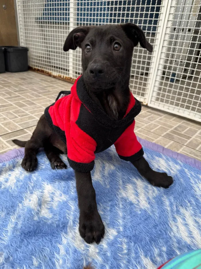 Cachorro ra a SRD-ViraLata idade 2 a 6 meses nome Luffy