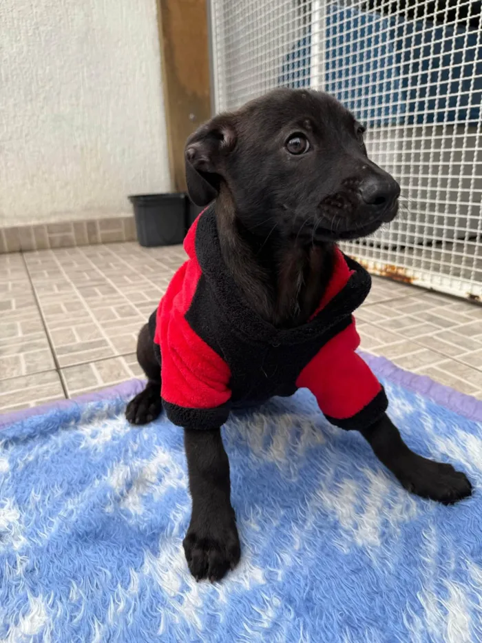 Cachorro ra a SRD-ViraLata idade 2 a 6 meses nome Luffy