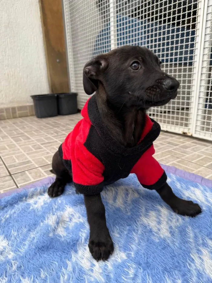 Cachorro ra a SRD-ViraLata idade 2 a 6 meses nome Luffy