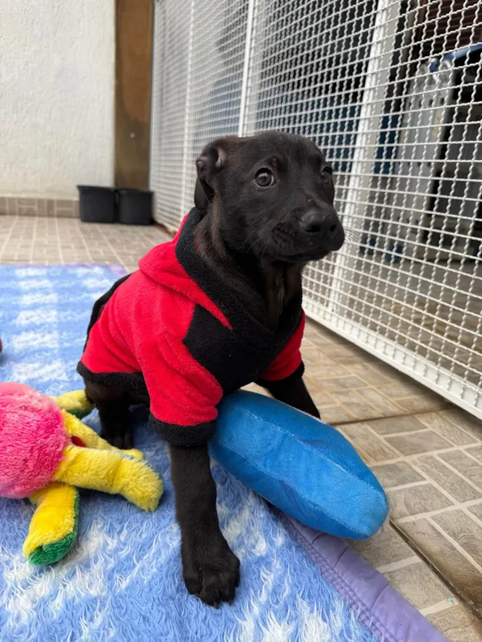 Cachorro ra a SRD-ViraLata idade 2 a 6 meses nome Luffy