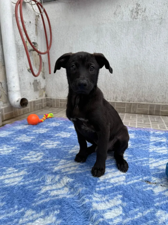 Cachorro ra a SRD-ViraLata idade 2 a 6 meses nome Luffy