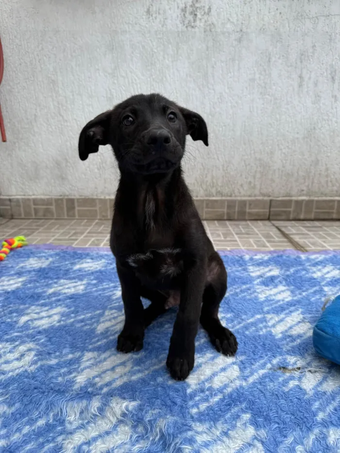 Cachorro ra a SRD-ViraLata idade 2 a 6 meses nome Luffy