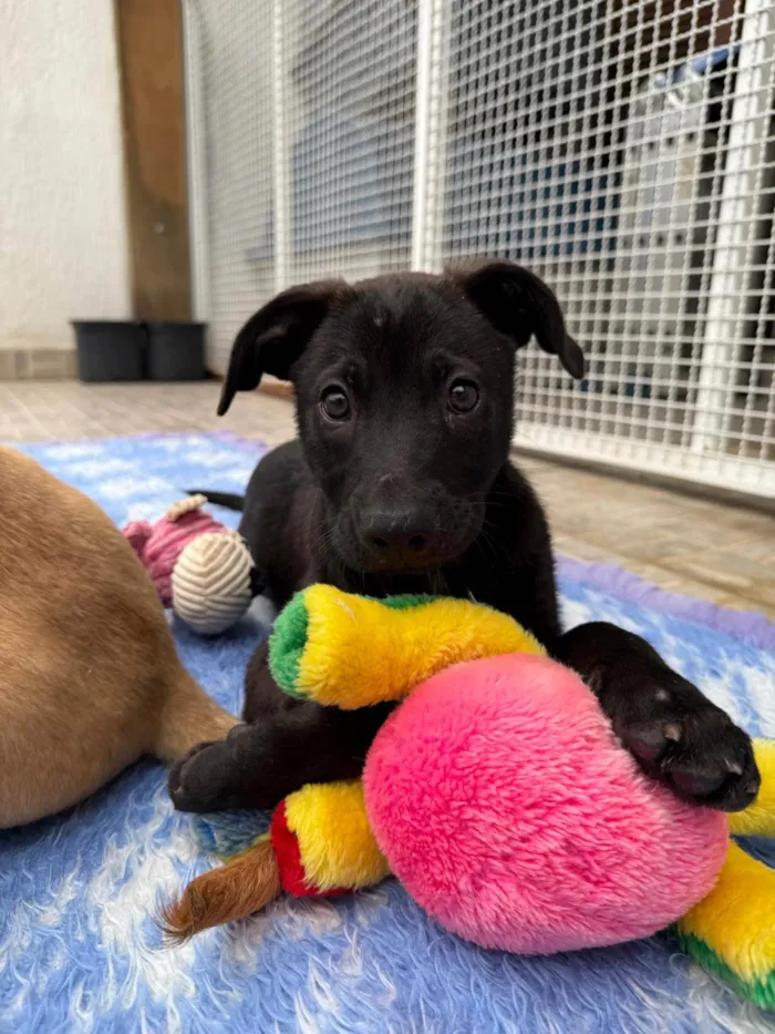 Cachorro ra a SRD-ViraLata idade 2 a 6 meses nome Luffy