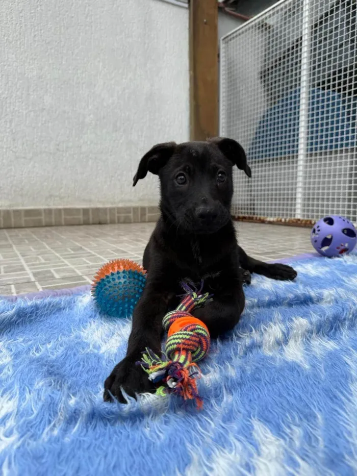 Cachorro ra a SRD-ViraLata idade 2 a 6 meses nome Luffy