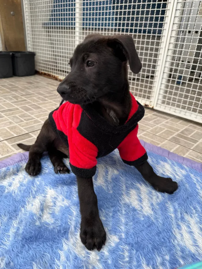 Cachorro ra a SRD-ViraLata idade 2 a 6 meses nome Luffy