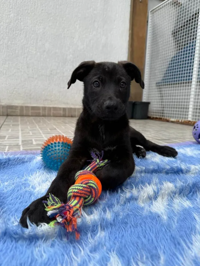 Cachorro ra a SRD-ViraLata idade 2 a 6 meses nome Luffy