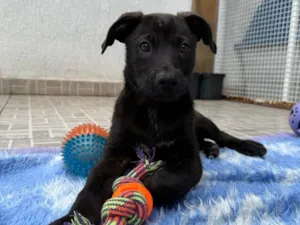 Cachorro raça SRD-ViraLata idade 2 a 6 meses nome Luffy