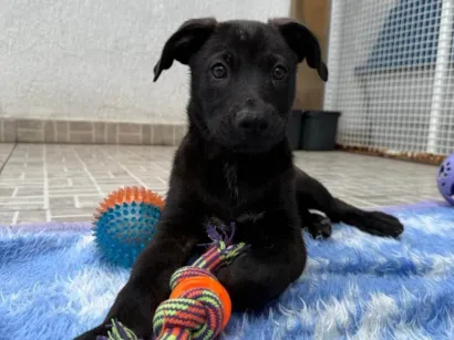 Cachorro raça SRD-ViraLata idade 2 a 6 meses nome Luffy