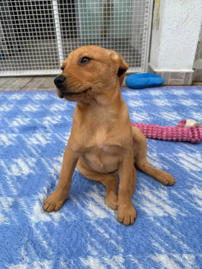 Cachorro ra a SRD-ViraLata idade 2 a 6 meses nome Nami