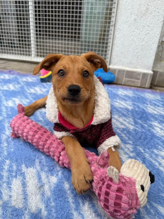 Cachorro ra a SRD-ViraLata idade 2 a 6 meses nome Nami