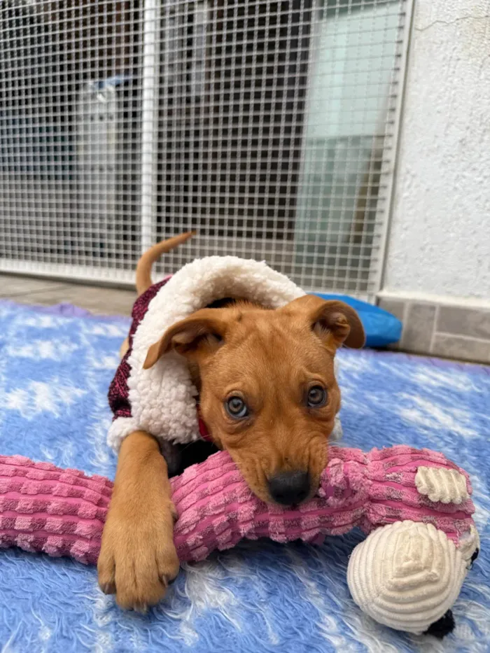 Cachorro ra a SRD-ViraLata idade 2 a 6 meses nome Nami