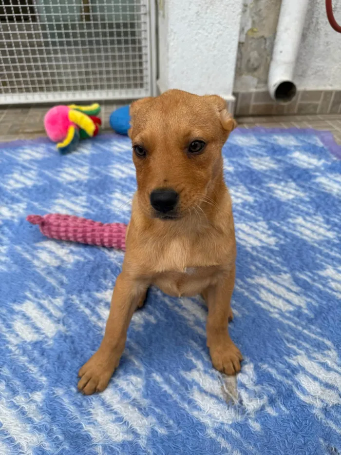 Cachorro ra a SRD-ViraLata idade 2 a 6 meses nome Nami