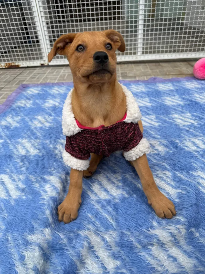 Cachorro ra a SRD-ViraLata idade 2 a 6 meses nome Nami