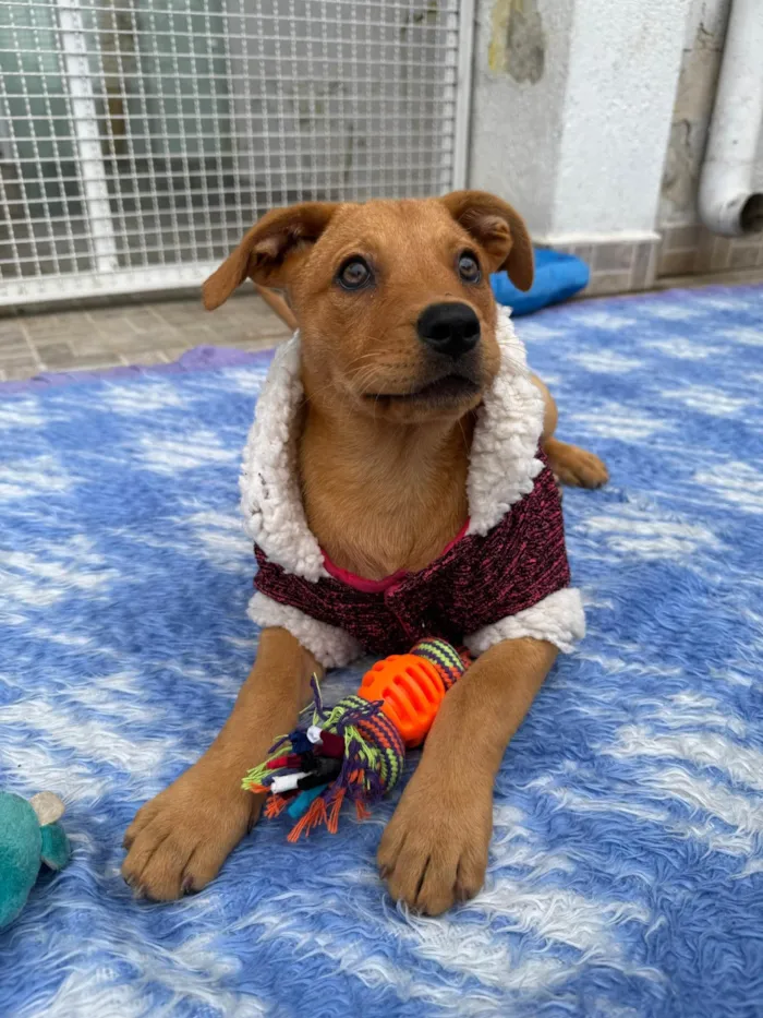 Cachorro ra a SRD-ViraLata idade 2 a 6 meses nome Nami