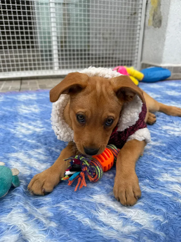 Cachorro ra a SRD-ViraLata idade 2 a 6 meses nome Nami