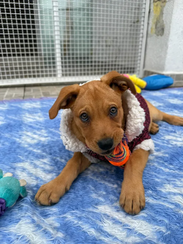 Cachorro ra a SRD-ViraLata idade 2 a 6 meses nome Nami