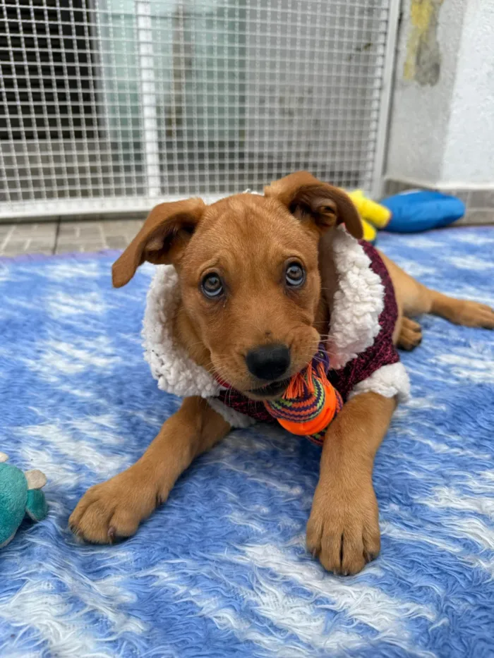 Cachorro ra a SRD-ViraLata idade 2 a 6 meses nome Nami