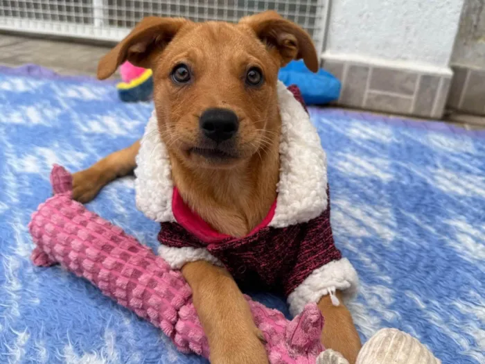 Cachorro ra a SRD-ViraLata idade 2 a 6 meses nome Nami