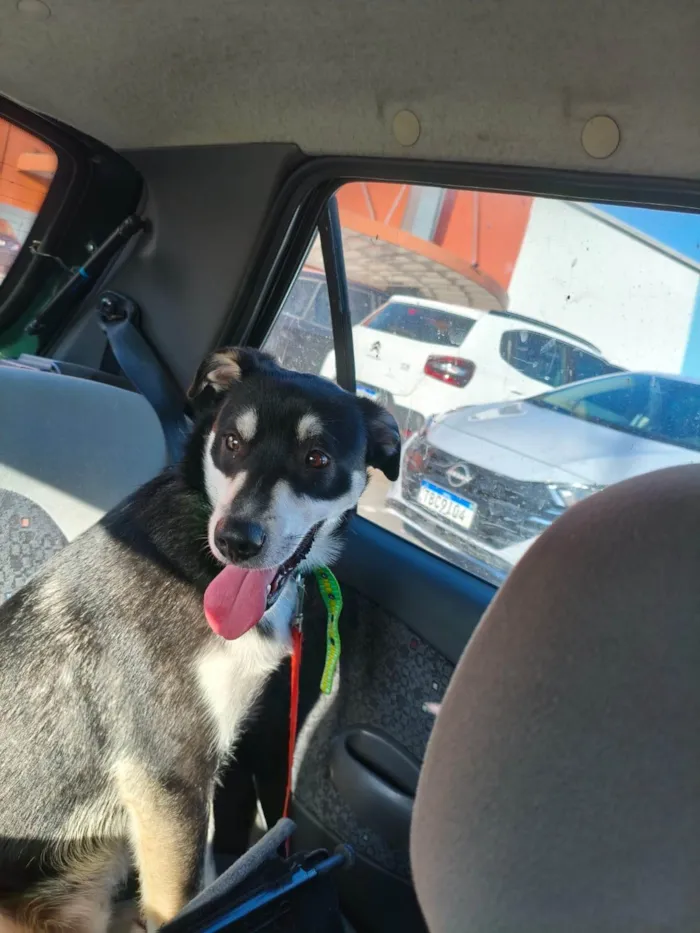 Cachorro ra a SRD-ViraLata idade 2 anos nome JOÃO