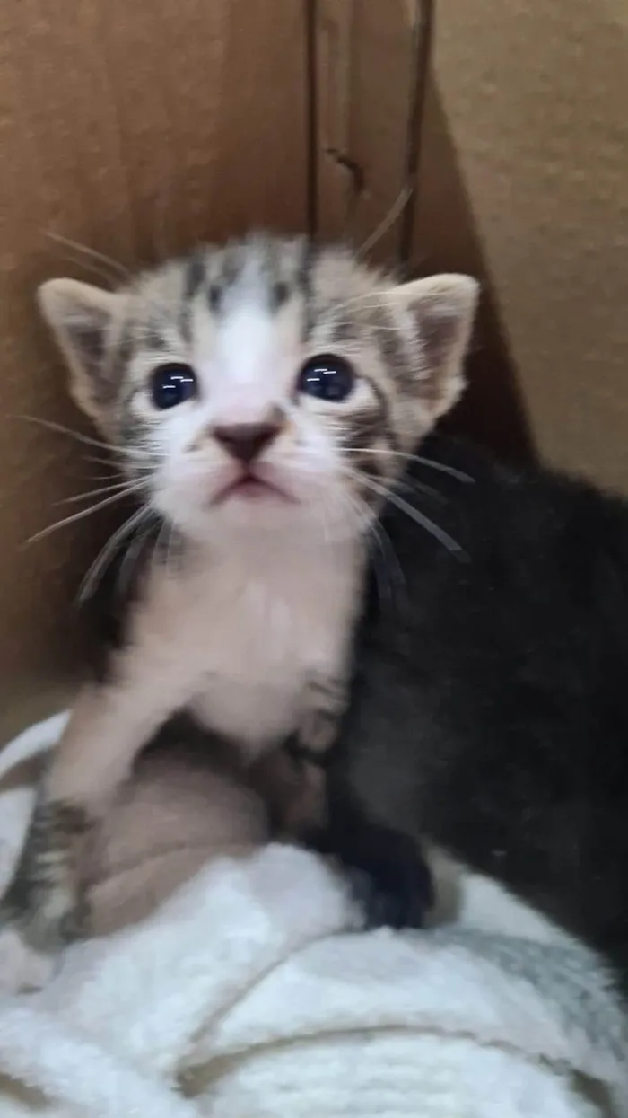 Gato ra a SRD-ViraLata idade Abaixo de 2 meses nome Ninhada de catinhos