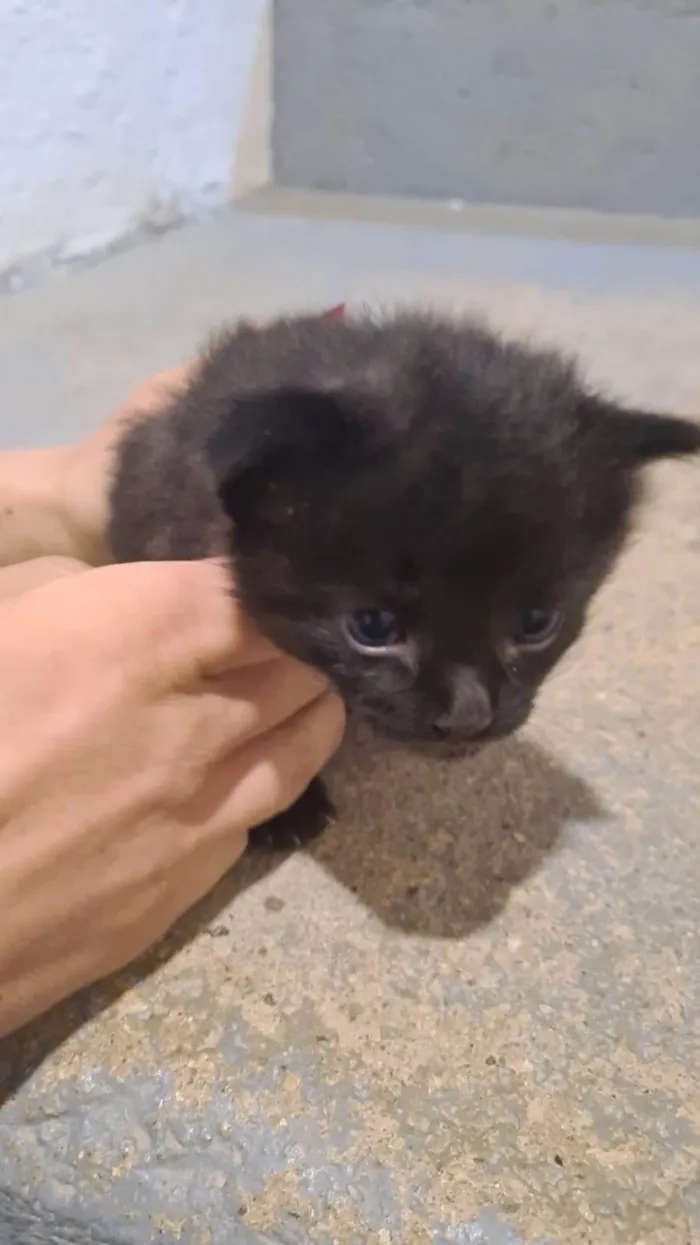 Gato ra a SRD-ViraLata idade Abaixo de 2 meses nome Ninhada de catinhos