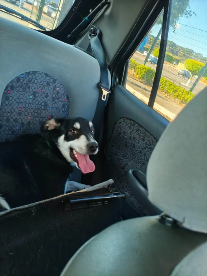 Cachorro ra a SRD-ViraLata idade 2 anos nome JOÃO