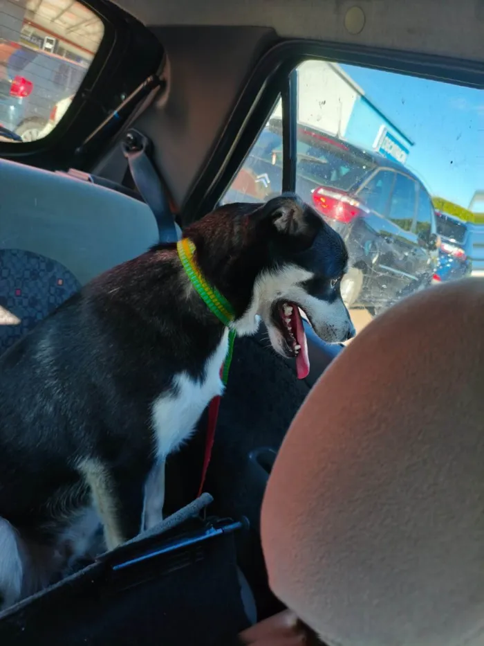 Cachorro ra a SRD-ViraLata idade 2 anos nome JOÃO