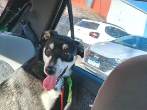 Cachorro raça SRD-ViraLata idade 2 anos nome JOÃO