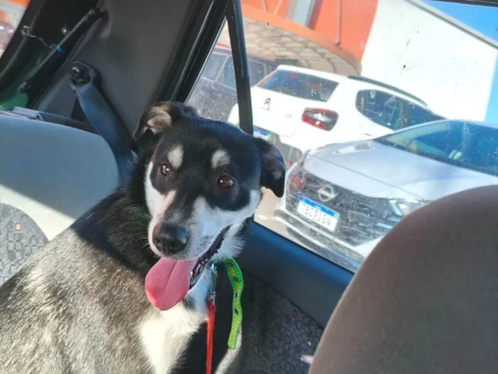 Cachorro ra a SRD-ViraLata idade 2 anos nome JOÃO