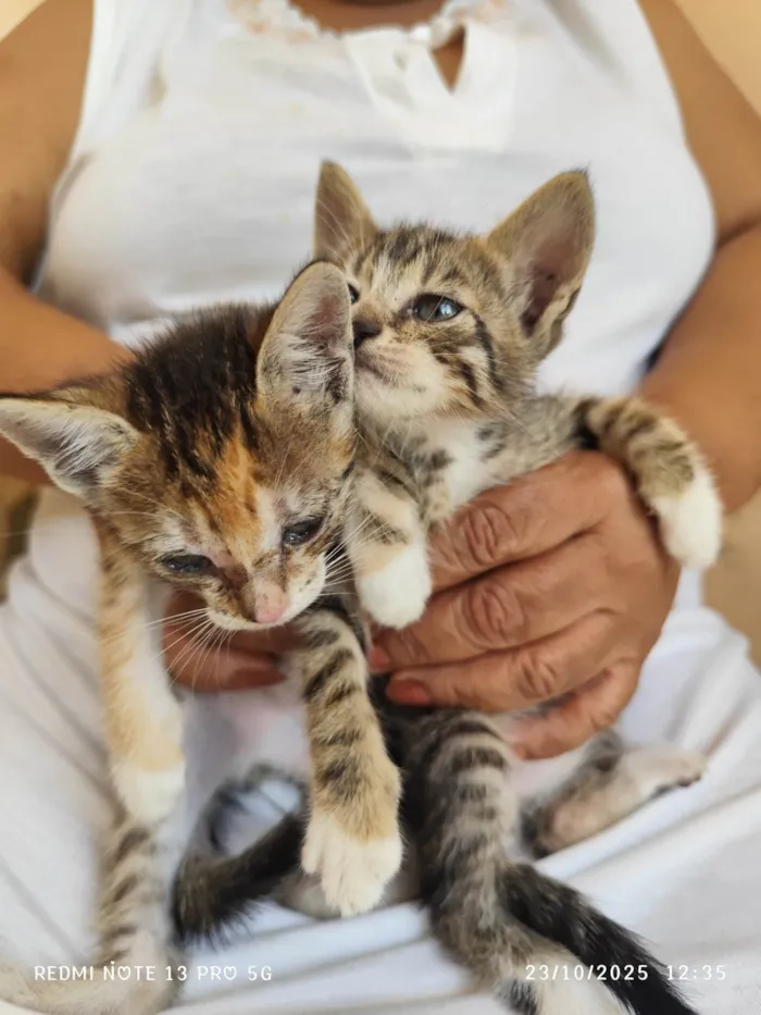Gato ra a SRD-ViraLata idade Abaixo de 2 meses nome Filhote fêmea e filhote macho