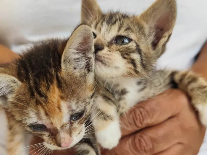 Gato ra a SRD-ViraLata idade Abaixo de 2 meses nome Filhote fêmea e filhote macho