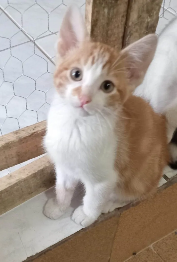 Gato ra a SRD-ViraLata idade 2 a 6 meses nome RAFA LELO