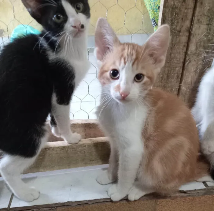 Gato ra a SRD-ViraLata idade 2 a 6 meses nome RAFA LELO