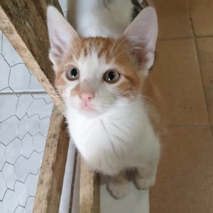 Gato ra a SRD-ViraLata idade 2 a 6 meses nome RAFA LELO