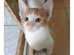 Gato raça SRD-ViraLata idade 2 a 6 meses nome RAFA LELO