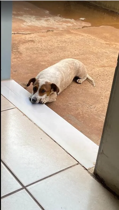 Cachorro ra a SRD-ViraLata idade 5 anos nome Pipoca