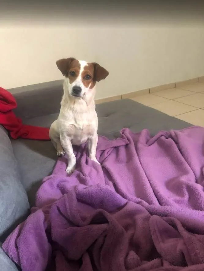 Cachorro ra a SRD-ViraLata idade 5 anos nome Pipoca