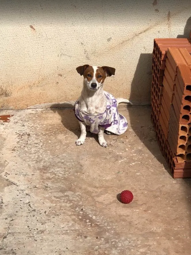 Cachorro ra a SRD-ViraLata idade 5 anos nome Pipoca