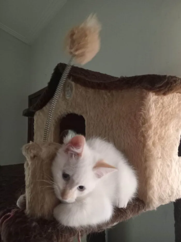 Gato ra a SRD-ViraLata idade 2 a 6 meses nome CAIO CLARO