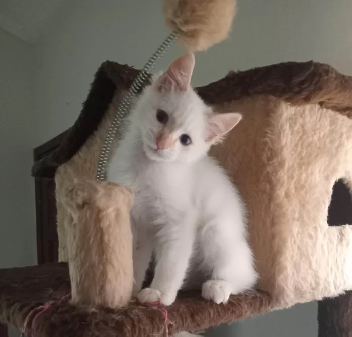 Gato ra a SRD-ViraLata idade 2 a 6 meses nome CAIO CLARO