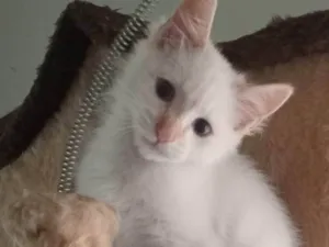 Gato raça SRD-ViraLata idade 2 a 6 meses nome CAIO CLARO