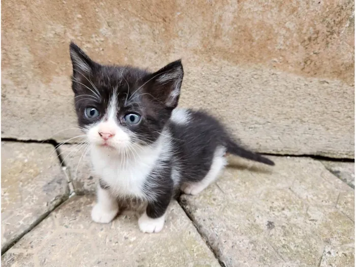 Gato ra a SRD-ViraLata idade Abaixo de 2 meses nome Sem nome