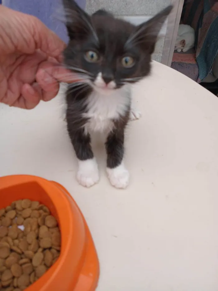 Gato ra a SRD-ViraLata idade 2 a 6 meses nome CLAUDIO FRAJOLA