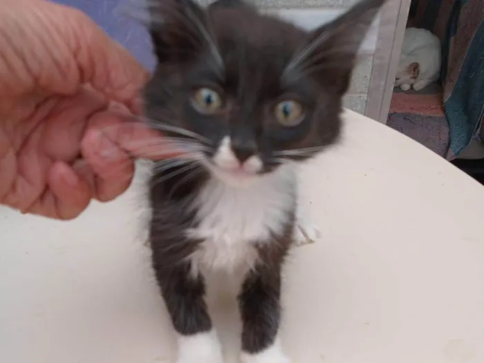 Gato ra a SRD-ViraLata idade 2 a 6 meses nome CLAUDIO FRAJOLA