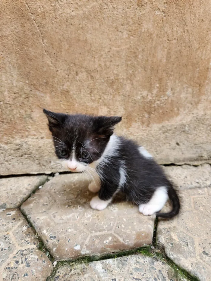 Gato ra a SRD-ViraLata idade Abaixo de 2 meses nome Sem nome