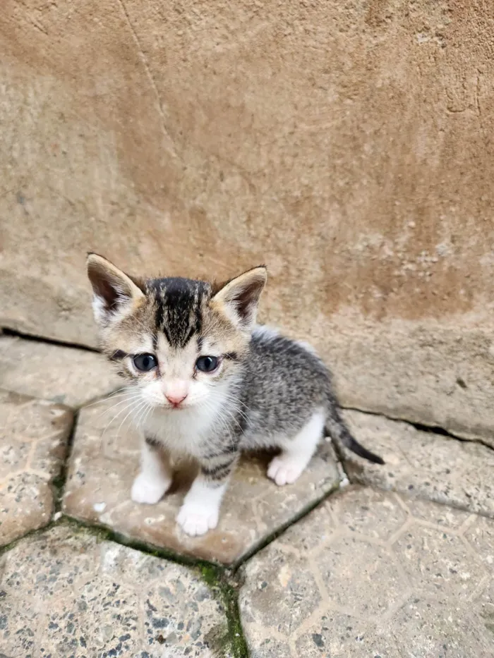 Gato ra a SRD-ViraLata idade Abaixo de 2 meses nome Sem nome