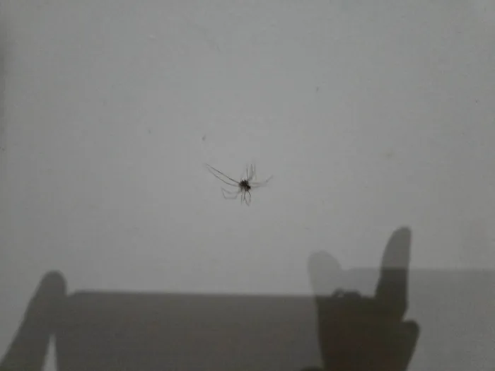 Gato ra a SRD-ViraLata idade 5 anos nome Tinho