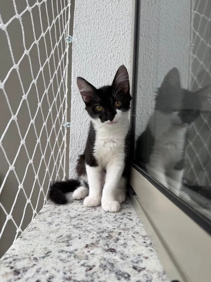 Gato ra a SRD-ViraLata idade 2 a 6 meses nome Theodoro