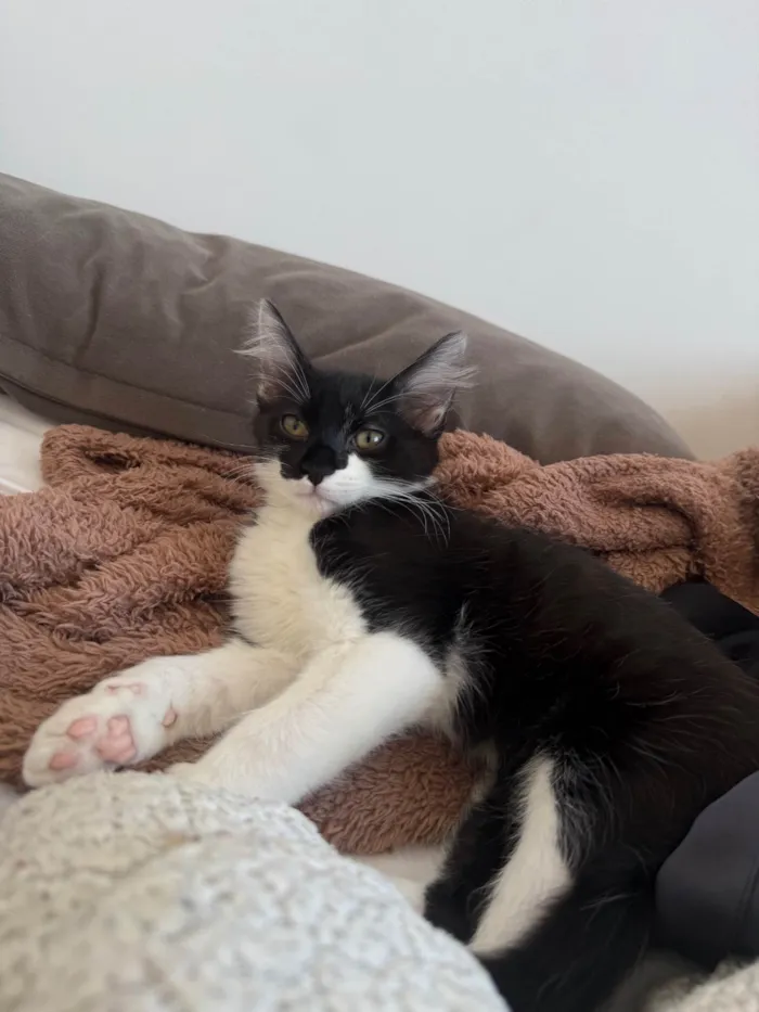 Gato ra a SRD-ViraLata idade 2 a 6 meses nome Theodoro