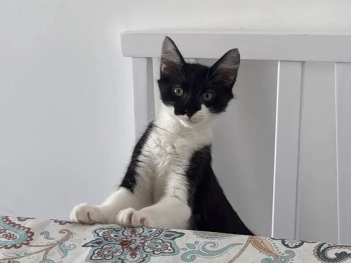 Gato ra a SRD-ViraLata idade 2 a 6 meses nome Theodoro